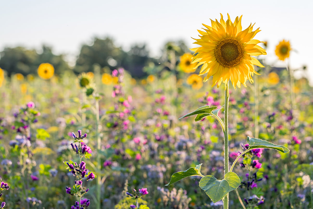 Blumenwiese mit Sonnenblume – Bernhard Hahner