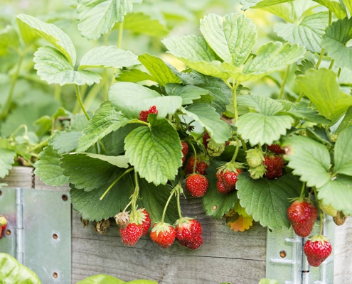 Erdbeerpflanzen im Hochbeet – Bernhard Hahner